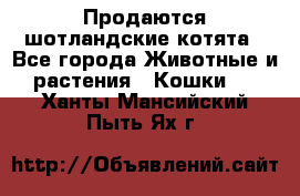Продаются шотландские котята - Все города Животные и растения » Кошки   . Ханты-Мансийский,Пыть-Ях г.